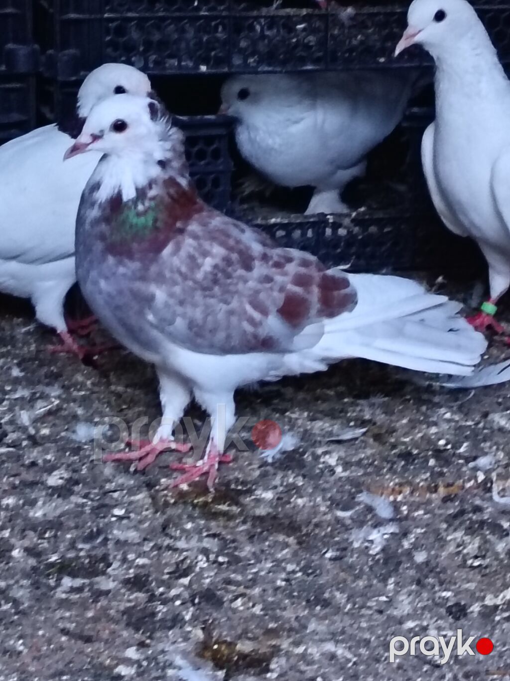 Salam. Tam saglam heyvanlardı. Hamsi ucan quslardi. Cutderde var — Göyərçin, Şəki (9)