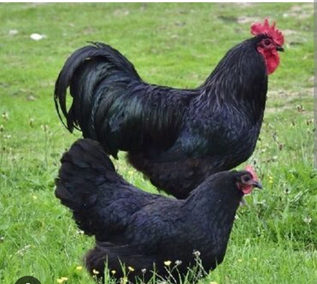 Mayalı avstralorp yumurtası — Quşlar, Bakı (4)