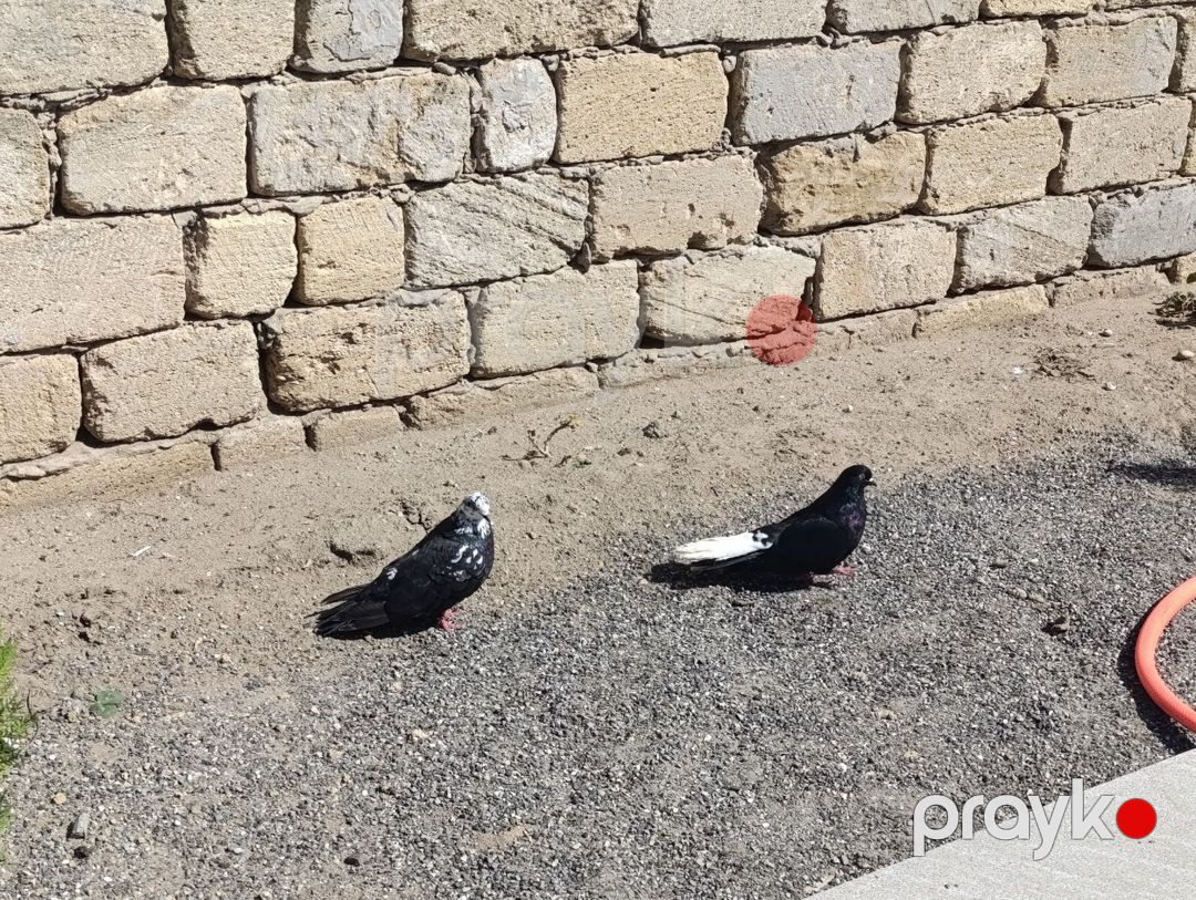 Göyərçinlər — Quşlar, Bakı (2)