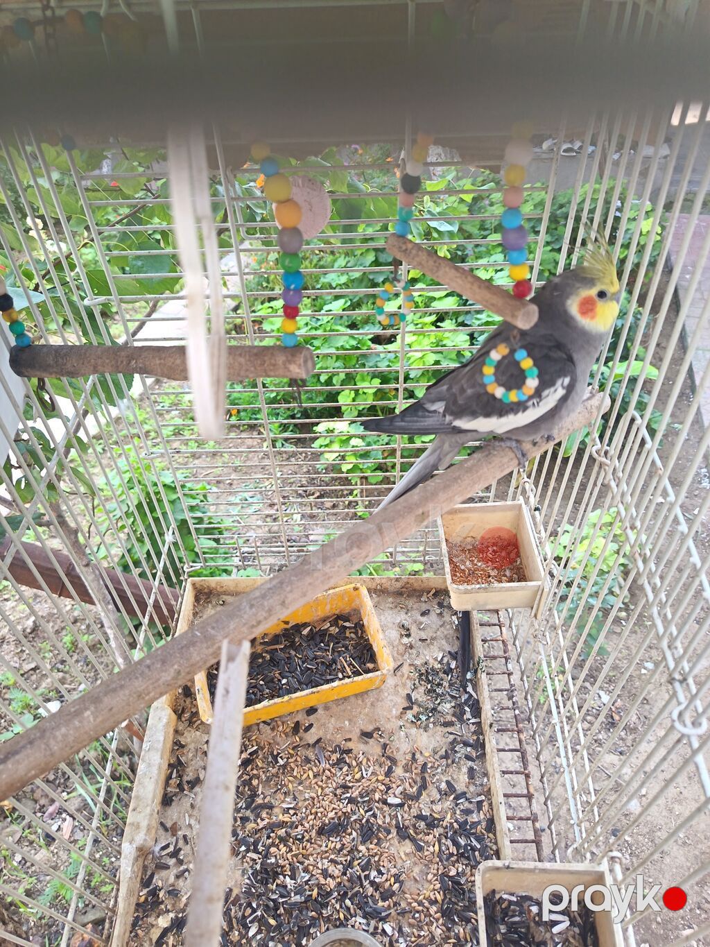 Nimfa (Cockatiel) папuqayı və qəfəs dəsti - Növ: Nimfa (Cockatiel) — Tutyun papağayı, Bakı (4)