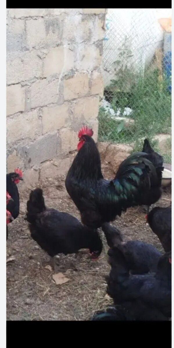 Mayalı avstralorp yumurtası — Quşlar, Bakı (2)
