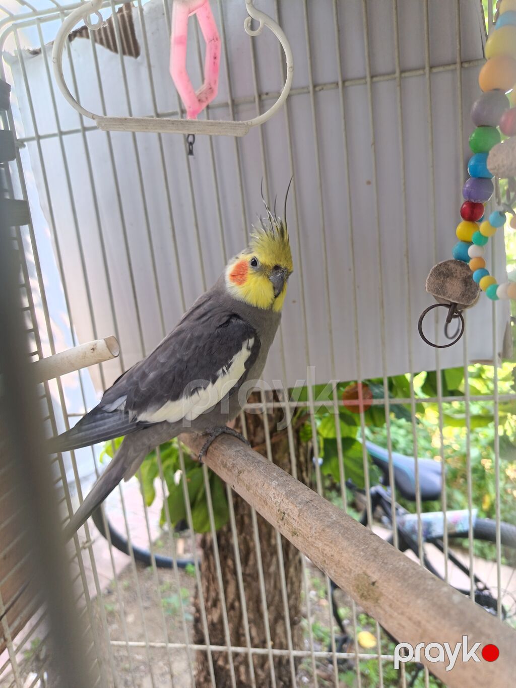 Nimfa (Cockatiel) папuqayı və qəfəs dəsti - Növ: Nimfa (Cockatiel) — Tutyun papağayı, Bakı (3)