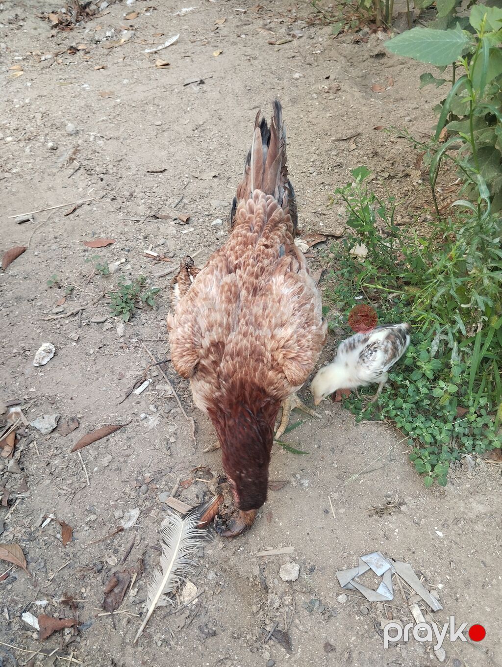 Salam hər vaxtınız xeyir sağlam heyvanlardi 2 dənə cücə yaninda — Toyuq və xoruz, Digah (2)
