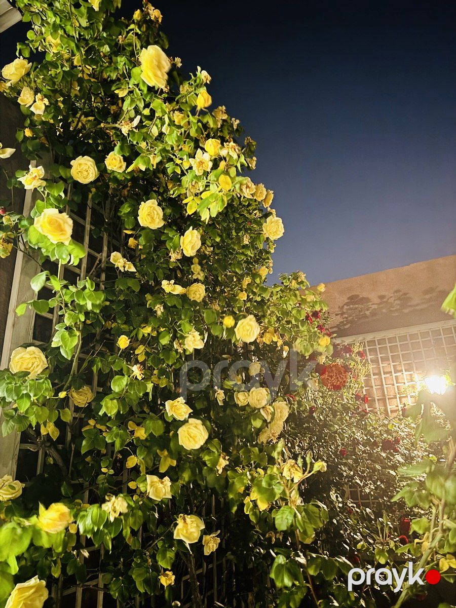 Satılır 6 otaqlı həyət evi/bağ evi 330 m² — Ev, villa, Bakı (4)