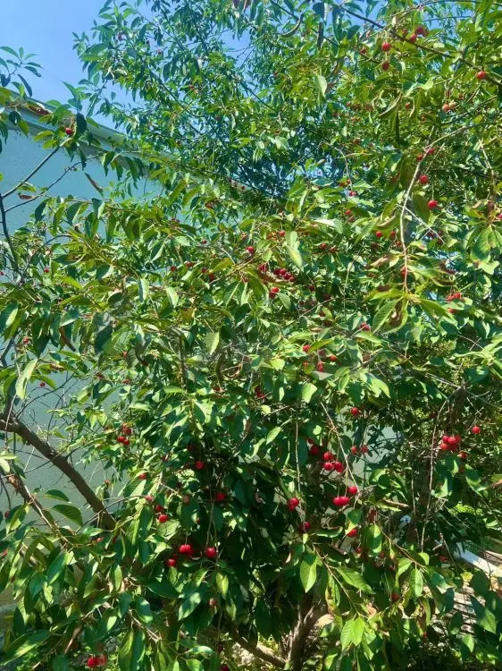 4 otaqlı Həyət evi Satılır, Mərdəkan, Xəzər, Bakı — Ev, villa, Bakı (12)