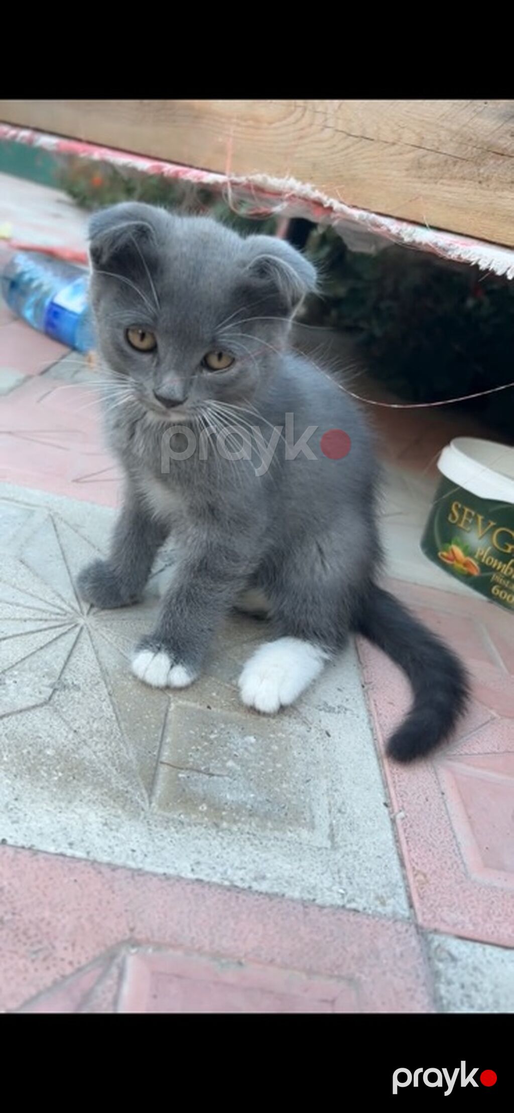 SotlandBoz rəngli, qısa tüklü, qıvrıq (yuxarıdan qatlanan) qulaqlı — Pişiklər, Bakı (2)