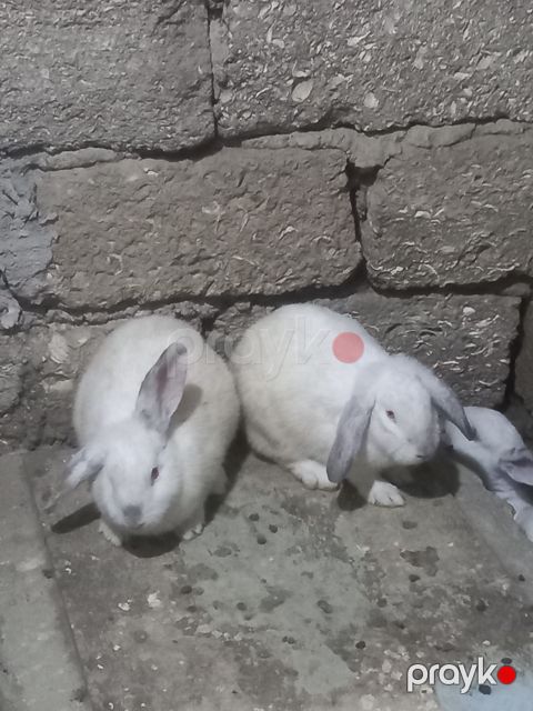 Dovşan — Bakı