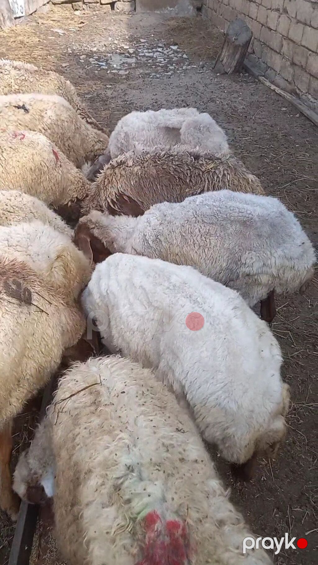 Salam tam saglam 16dene bogaz qoyun — Kənd təsərrüfatı heyvanları, Digah (2)