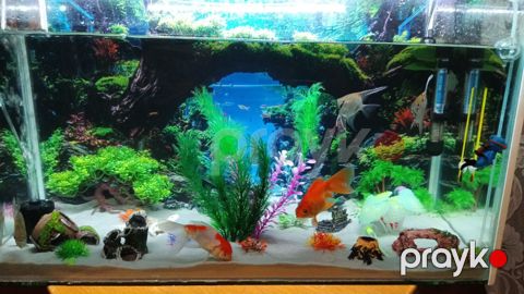 Akvarium 84 litr — Bakı