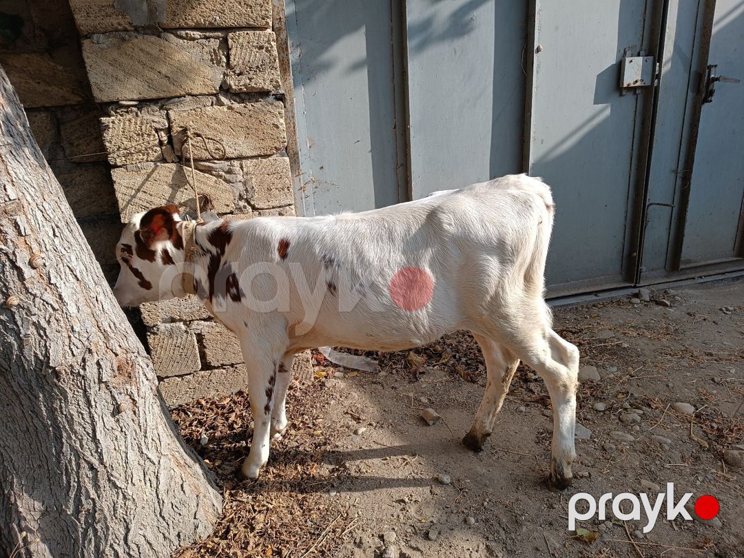 Simmental mələzi — Kənd təsərrüfatı heyvanları, Bakı (5)