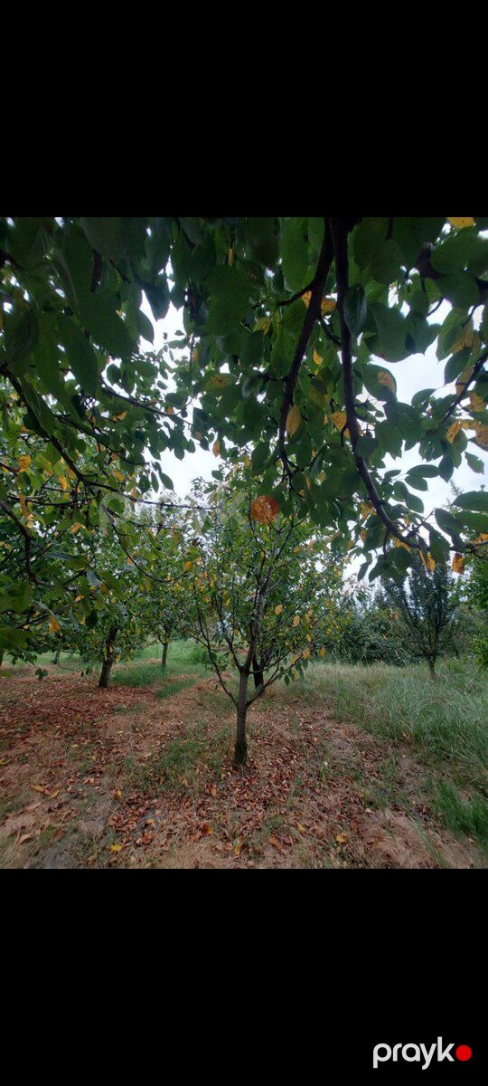 Həyət evi, Xudat r — Ev, villa, Xudat (12)