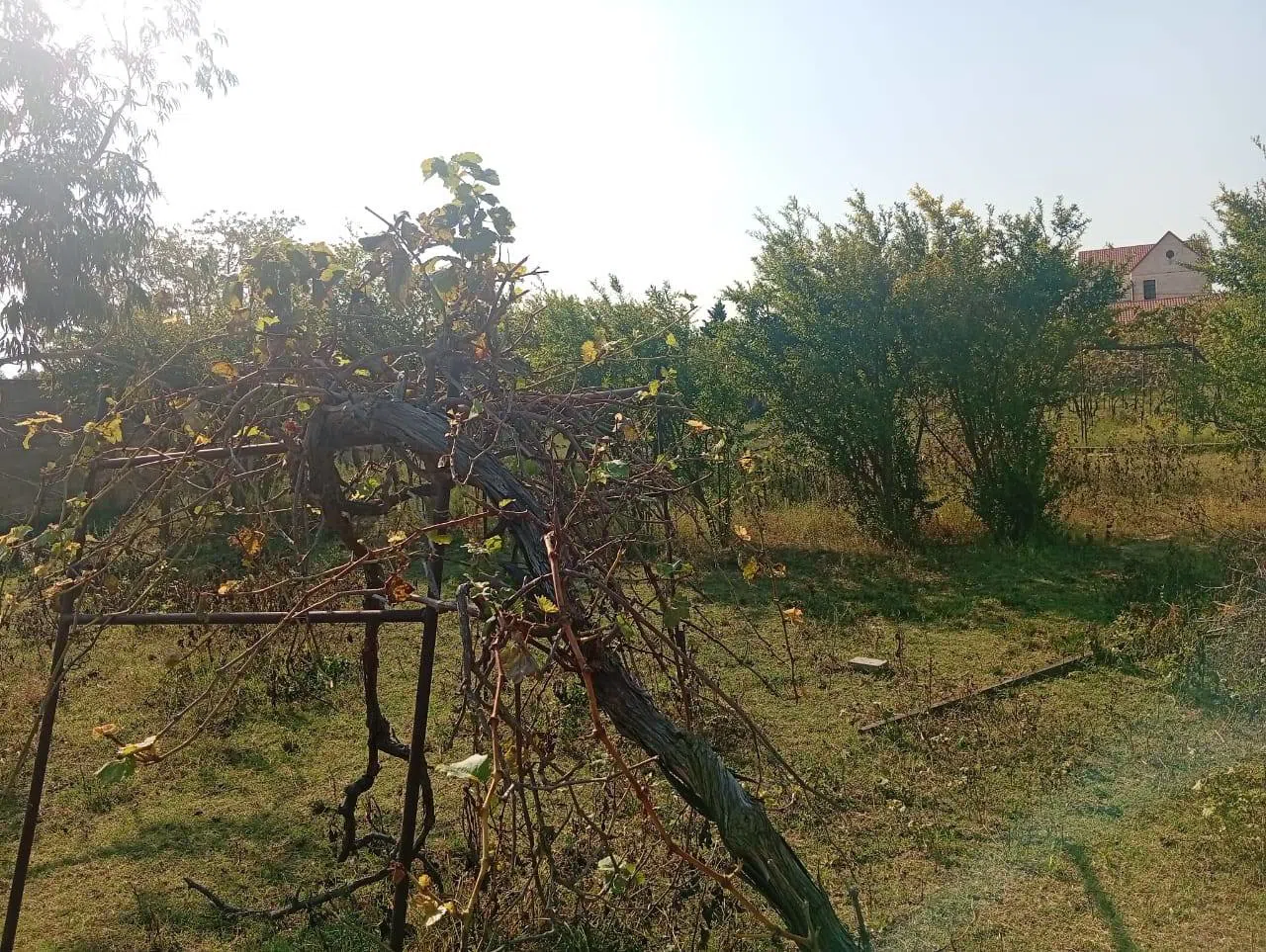21 sot torpaq sahəsi satılır — Torpaq, Bakı (10)