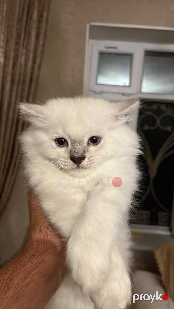 Scottish Highland Fold — Pişiklər, Bakı (2)