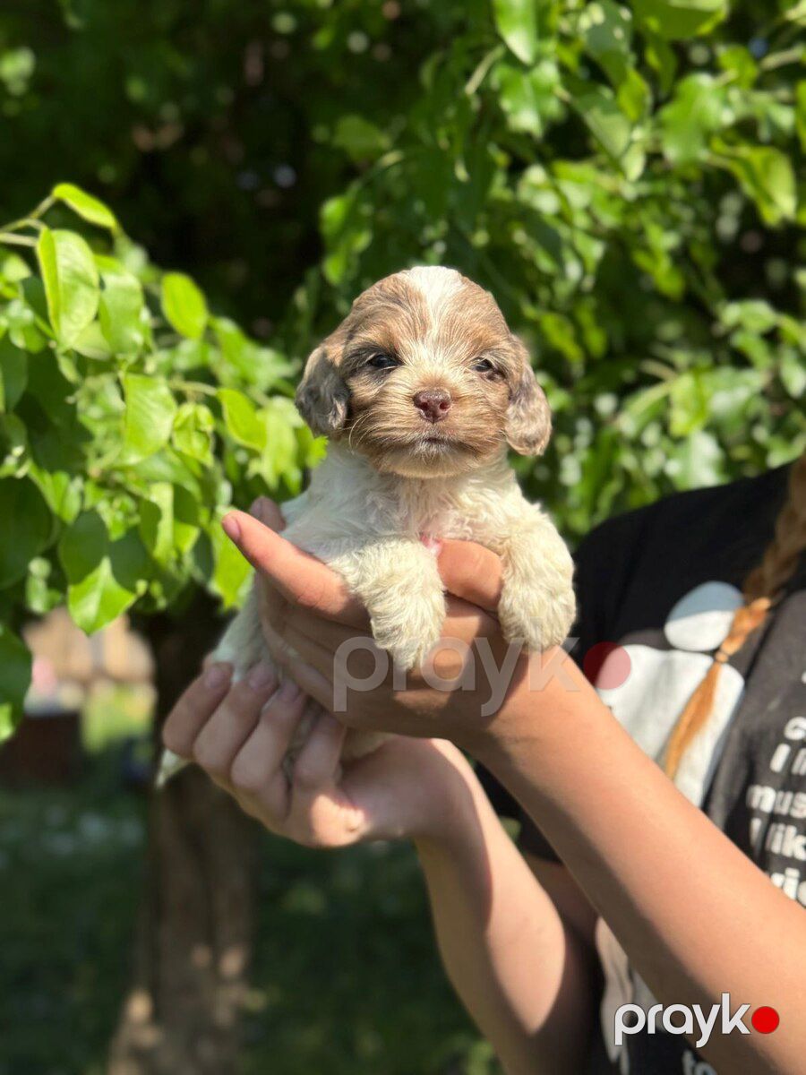 Labradoodle — Köpəklər, Bakı (3)