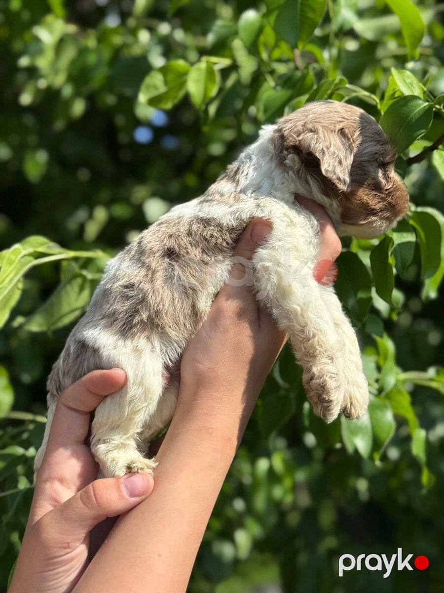 Labradoodle — Köpəklər, Bakı (5)