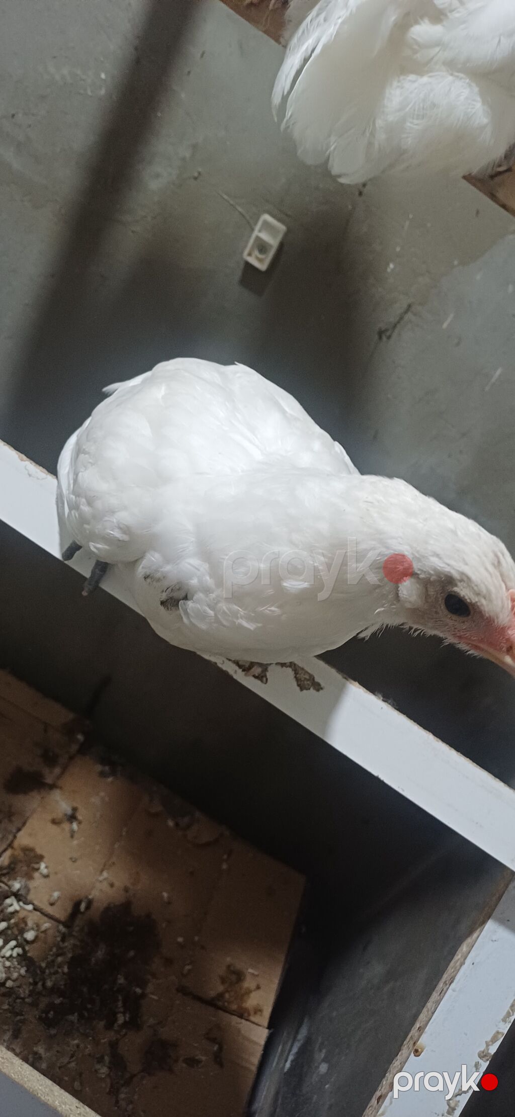 5 ədəd ağ Australorp her şeyi verilibdir bidene peyvənd verilməyib — Qida məhsulları, Saray (3)