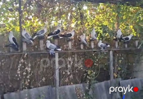 Göyərçinlər — Bakı