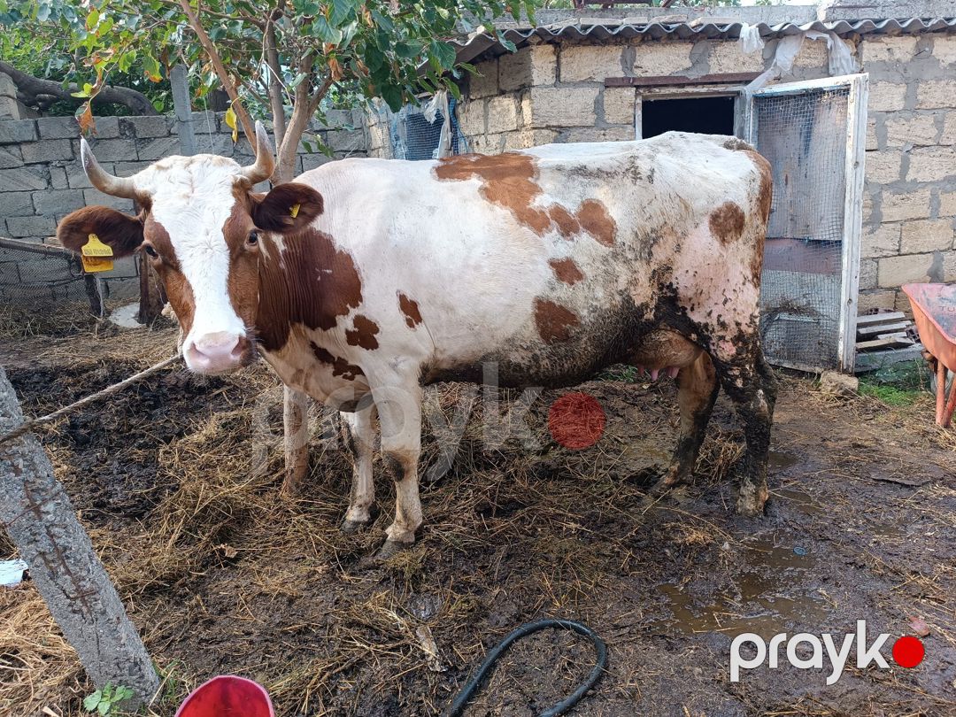 Simmental mələzi — Kənd təsərrüfatı heyvanları, Bakı (2)
