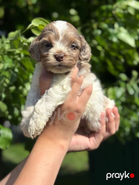 Labradoodle — Bakı