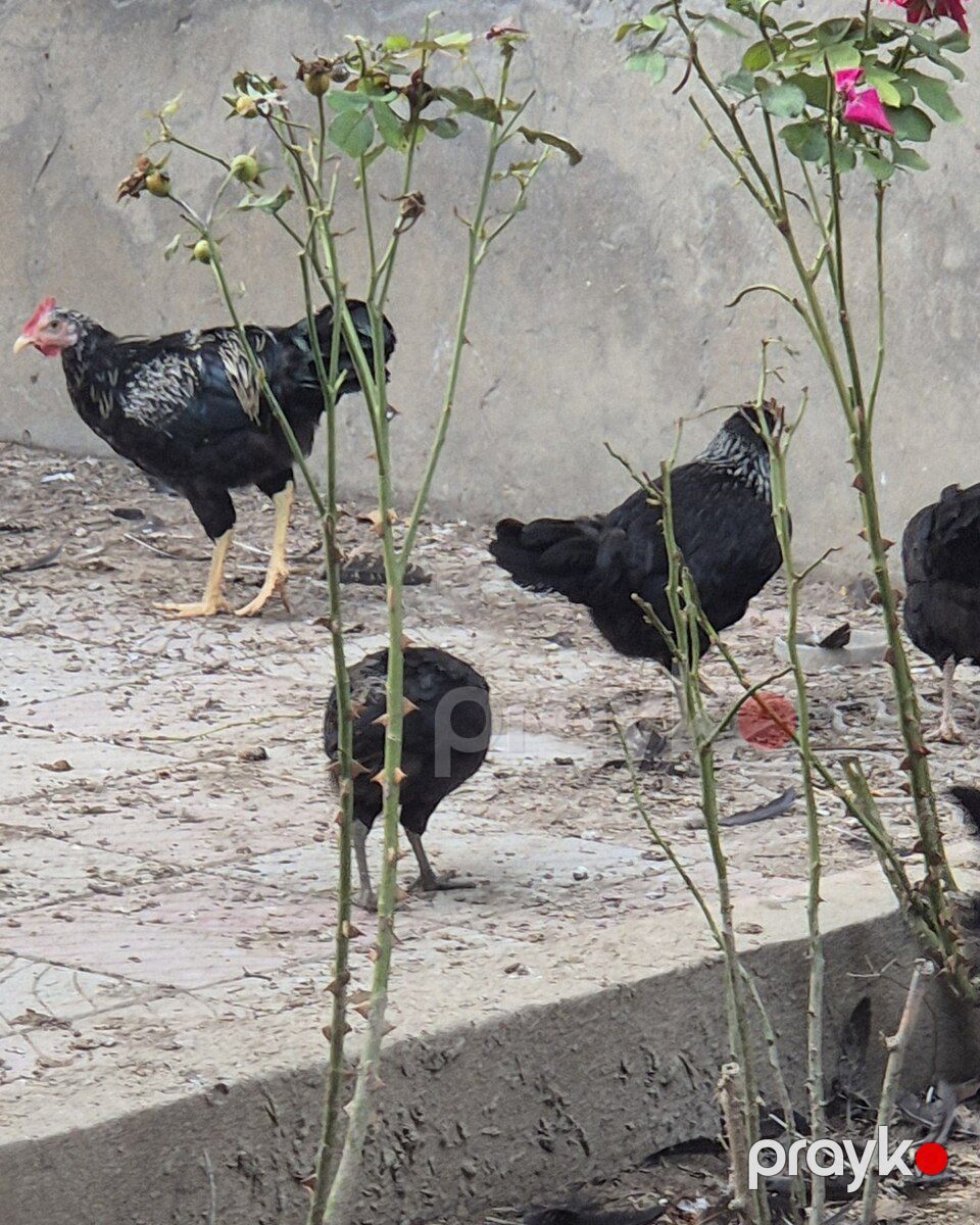 Toyuqlar — Quşlar, Bakı (9)