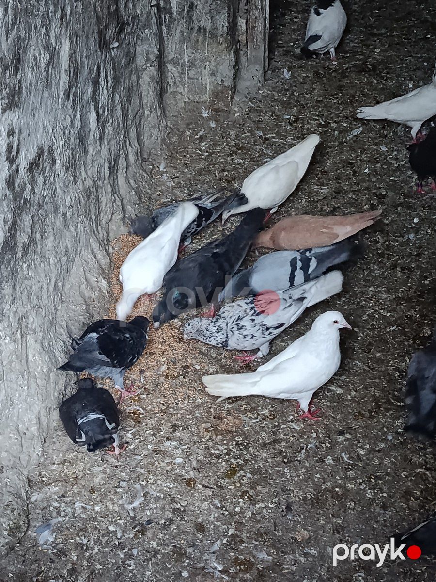 Göyərçinlər — Quşlar, Bakı (6)