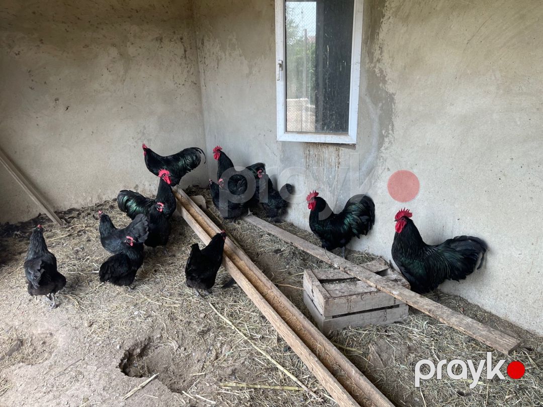 Avstralorp xoruzları — Quşlar, Sumqayıt (5)