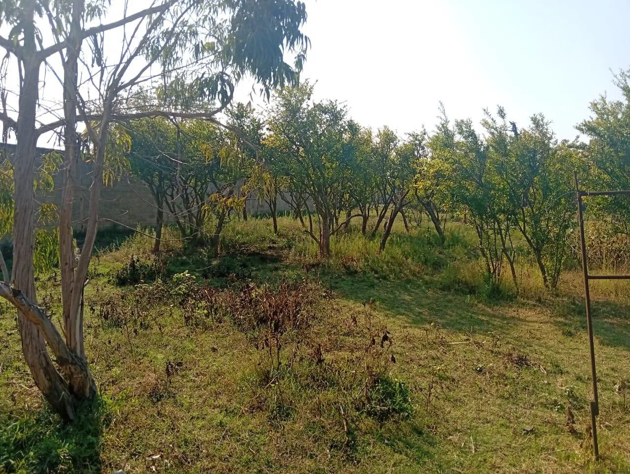 21 sot torpaq sahəsi satılır — Torpaq, Bakı (4)