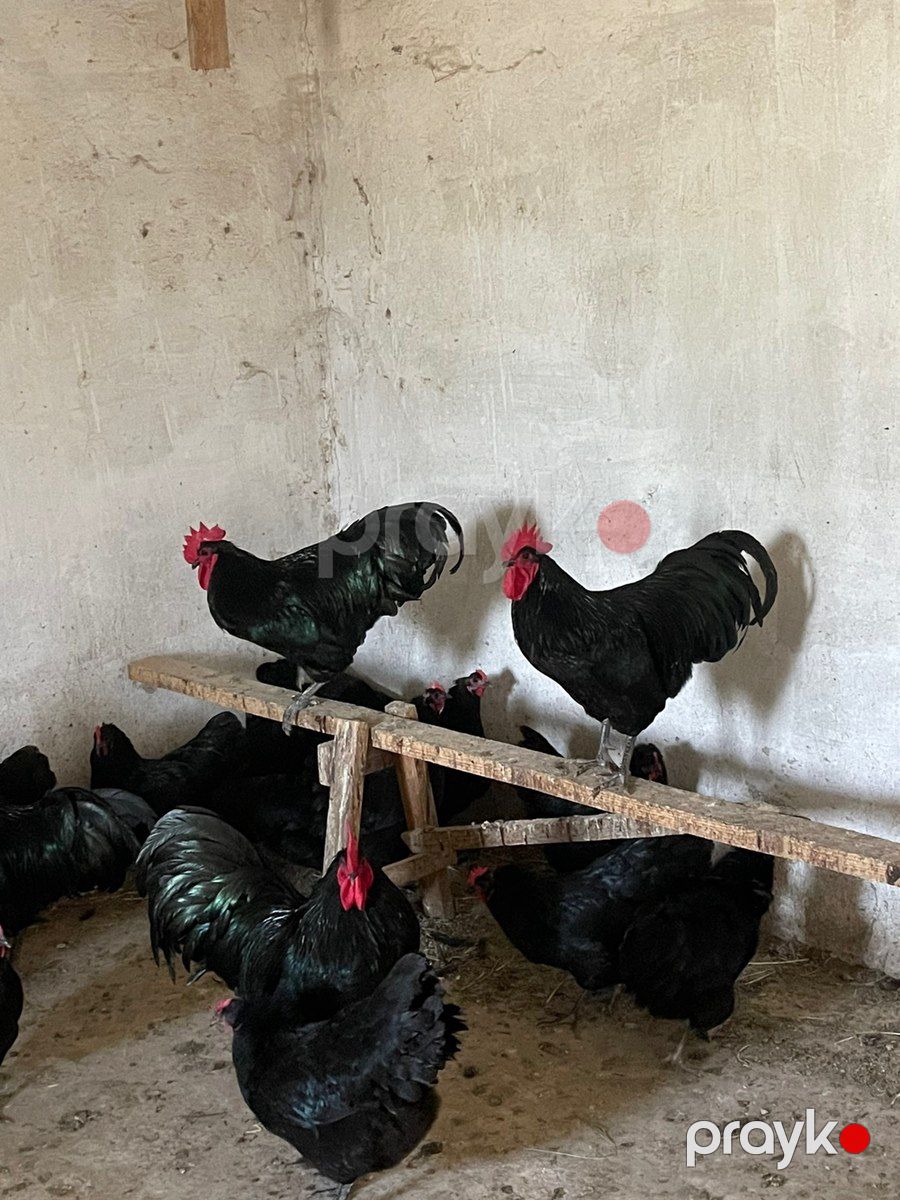 Avstralorp xoruzları — Quşlar, Sumqayıt (4)