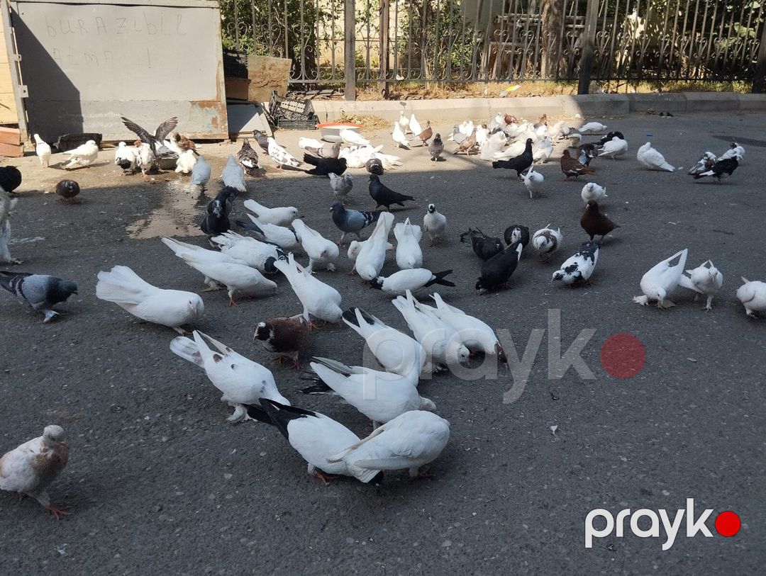 Göyərçinlər — Quşlar, Bakı (4)