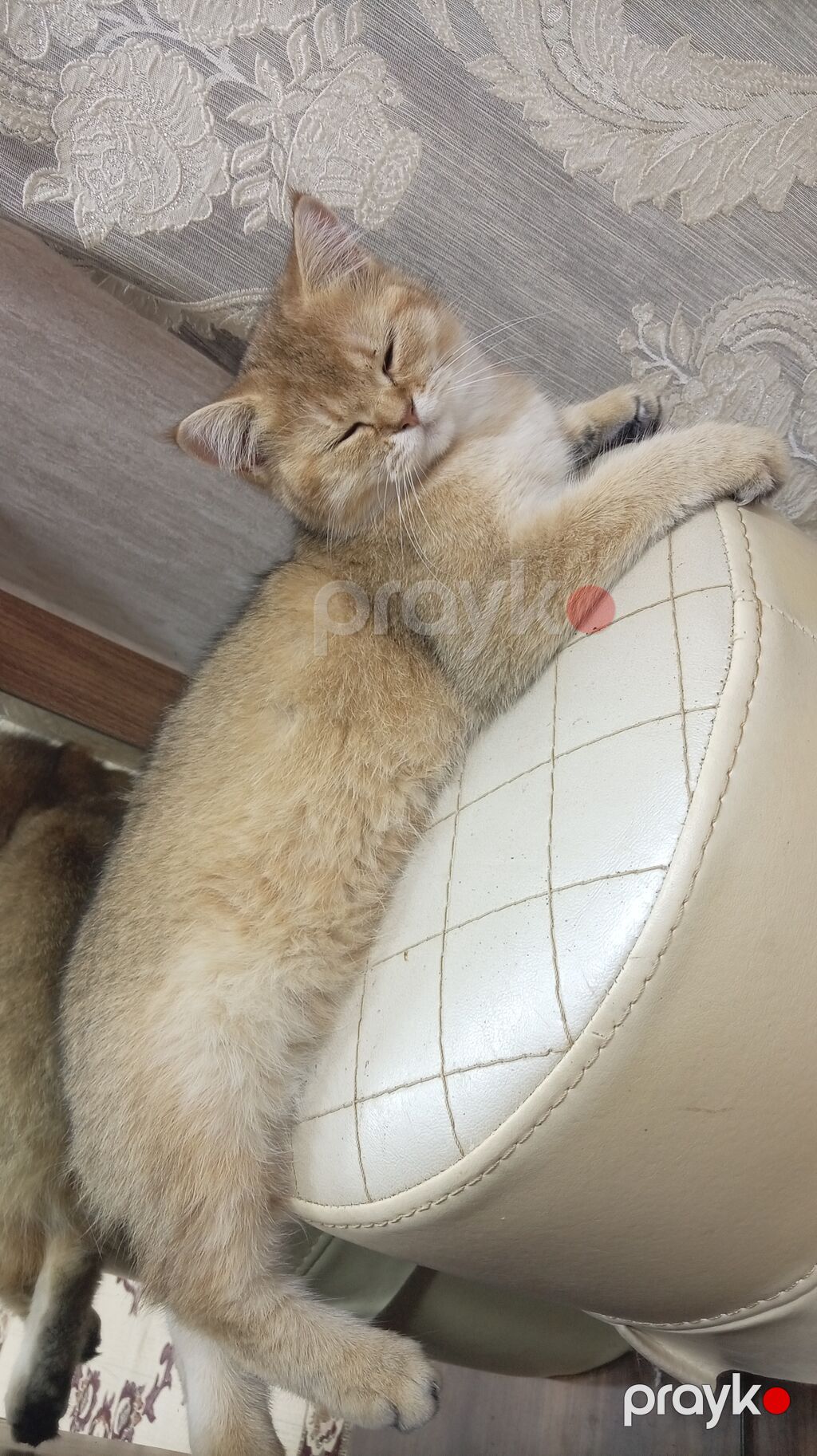 Qızıl şinşilla, Dişi, Pulsuz çatdırılma — Pişiklər, Masazır (4)