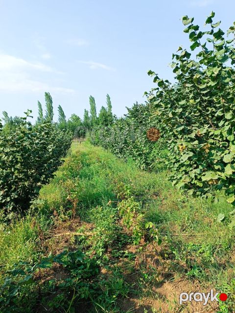90 sot torpaq sahəsi, Xaçmaz r — Xaçmaz