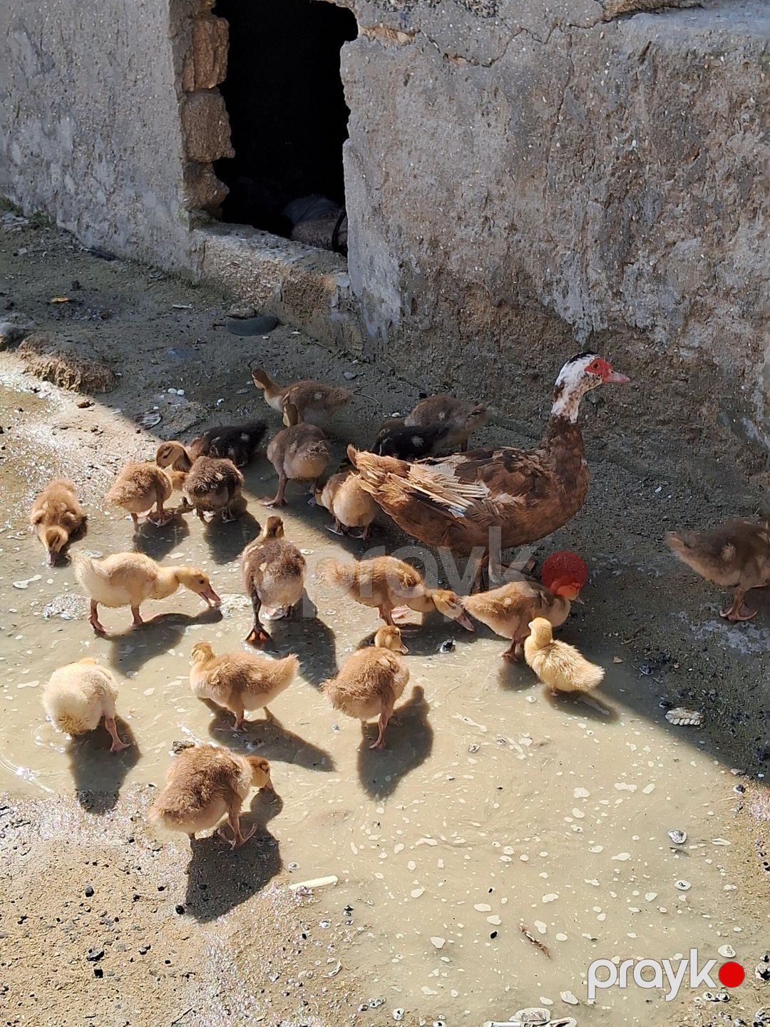 Lavanda ördəklər — Quşlar, Bakı (3)