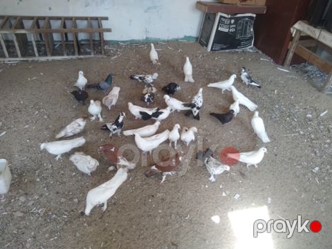 Göyərçinlər — Bakı