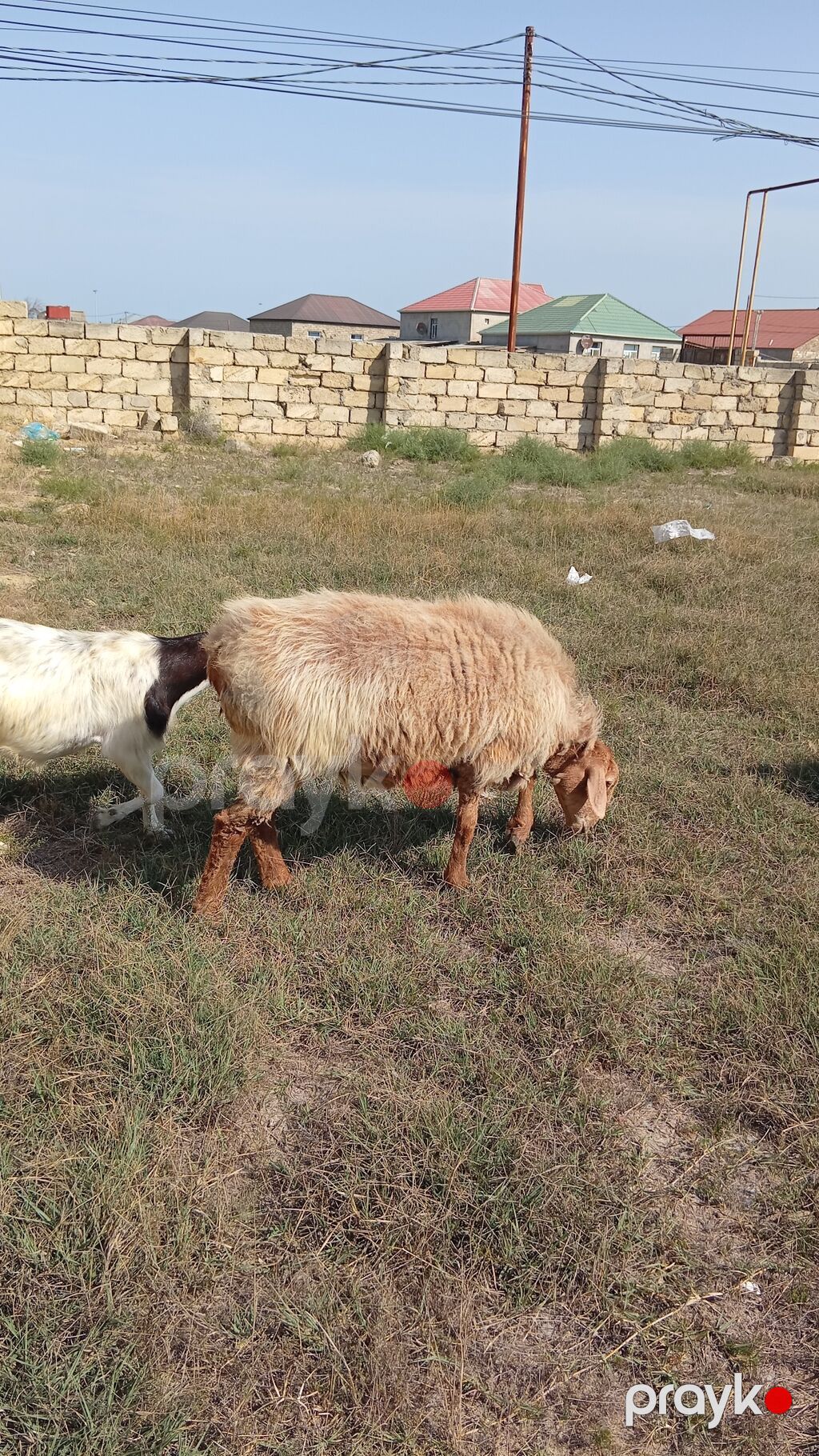 Dişi, il: 2, 60 kq, Damazlıq, Ünvandan götürmə — Kənd təsərrüfatı heyvanları, Bakı (3)