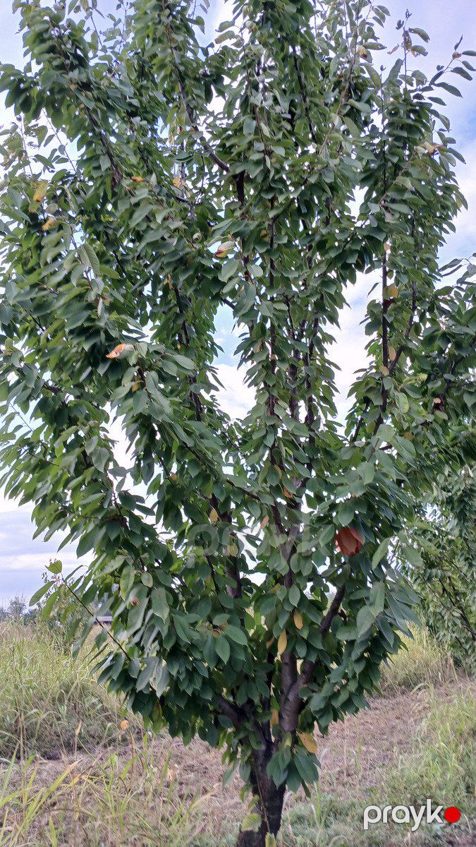 Satılır torpaq 150 sot — Torpaq, Quba (5)