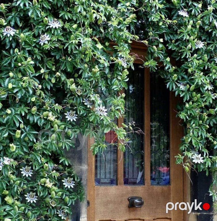 Həmişə yaşıl ağaclar — Bitkilər, Bakı (11)