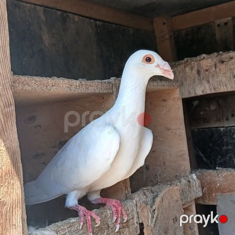 Göyərçinlər — Bakı