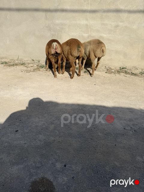 Salam2 erken 1 dişi. 235 ünvan bıne0555431770 — Digah