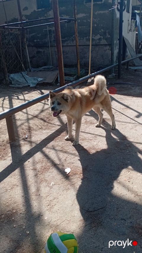 Akita-inu, 1 il, Erkək — Digah