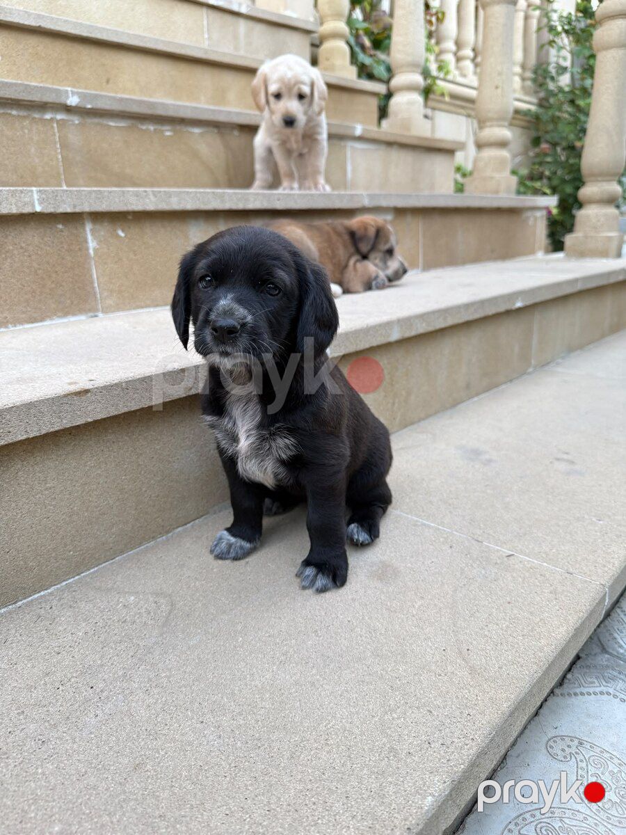 Labrador Retriver balaları — Köpəklər, Bakı (3)