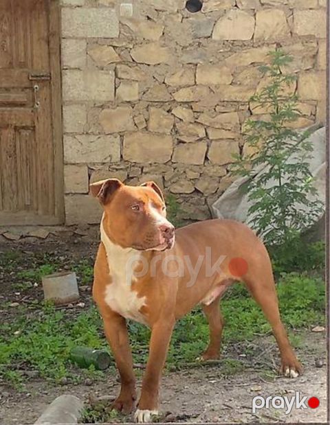 Pitbul — Ağdam