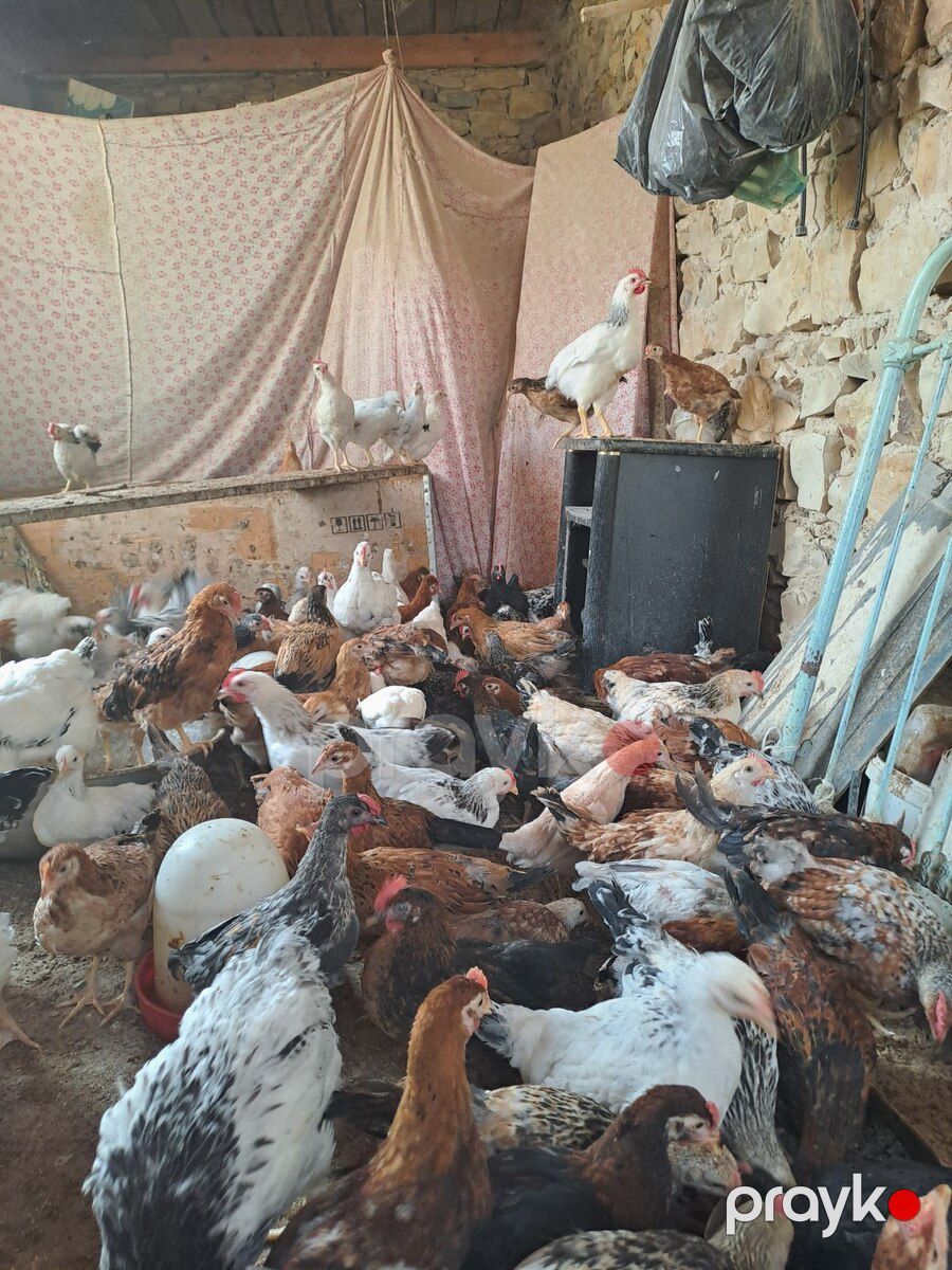 Beçələr — Quşlar, Gəncə (3)