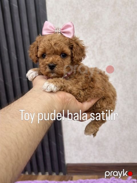 Toy pudel balası — Bakı