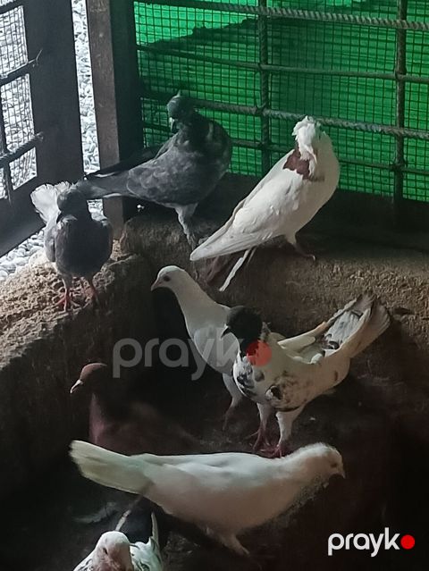 Göyeçin 12 ədəd di cüt olanda var esger gedirəm diye satıram — Digah