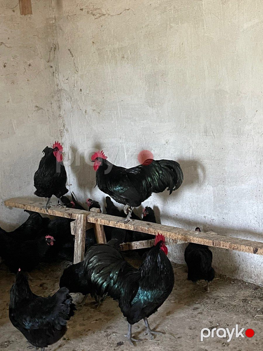 Avstralorp xoruzları — Quşlar, Sumqayıt (3)