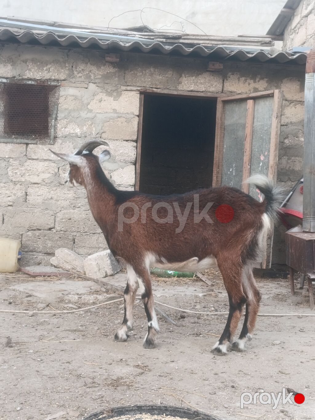 Salam Bir Erkey təkə iki boğaz keçi bir alipin mələzi ikisdə — Kənd təsərrüfatı heyvanları, Digah (4)