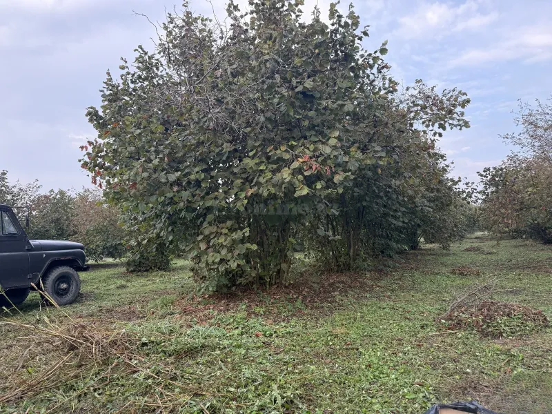 Satılır Torpaq 90 sot Zaqatala — Zaqatala