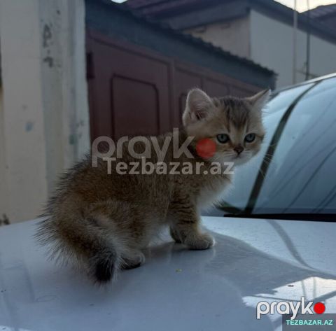 Shinshilla gold bala diwi piwik — Bakı