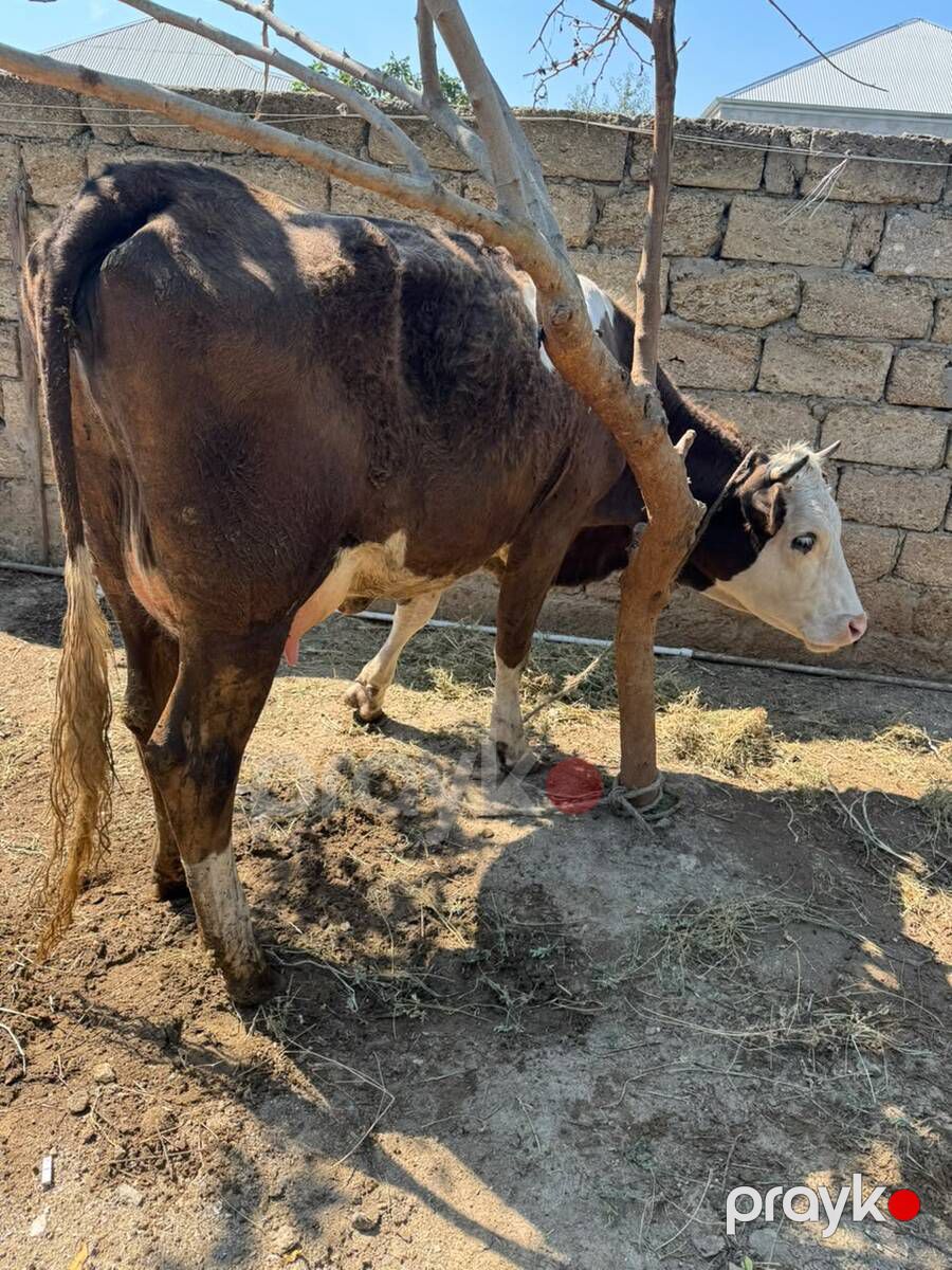 İnək — Kənd təsərrüfatı heyvanları, Bakı (3)