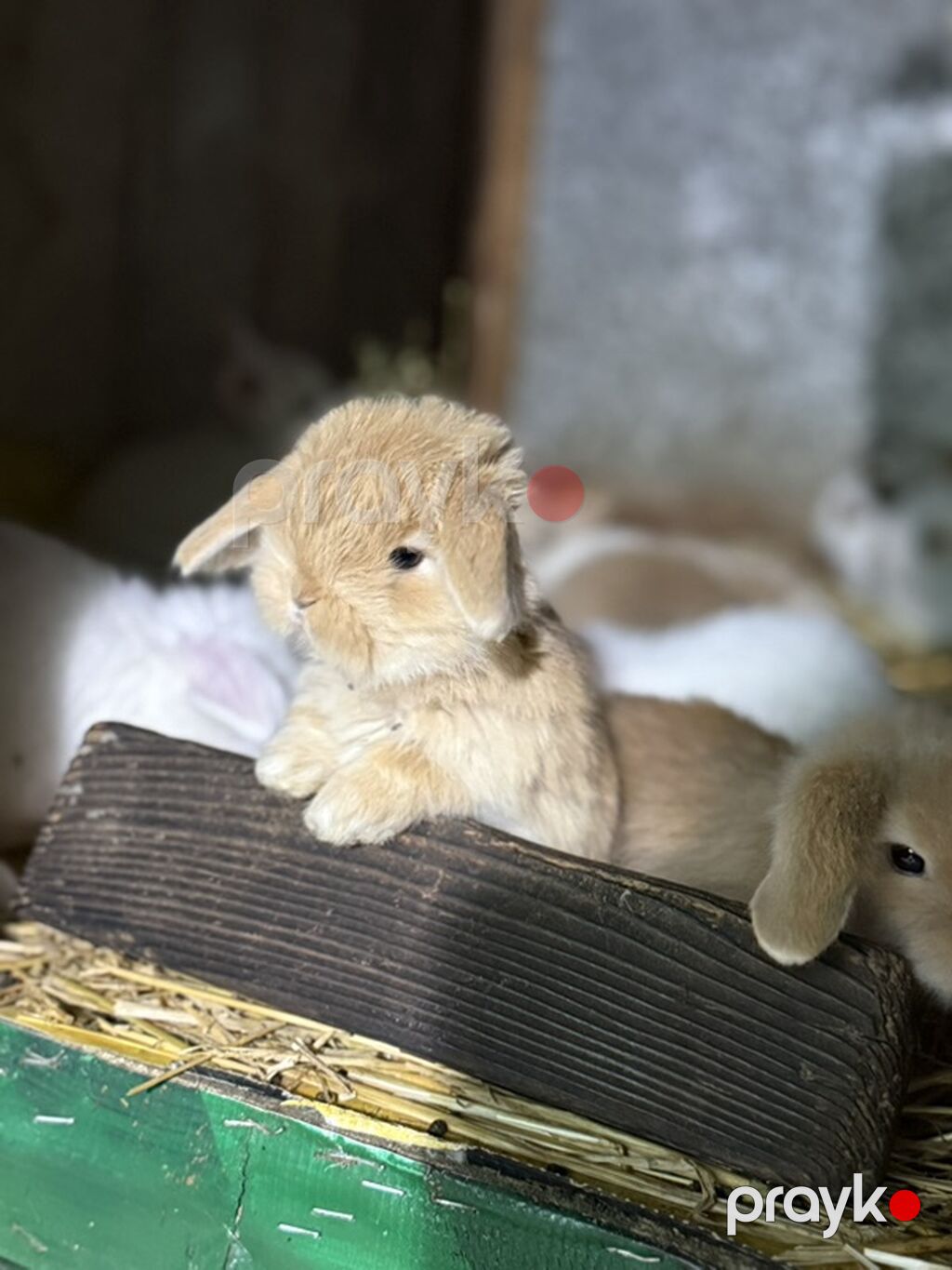 Mini Lop (asqılıqulaq) balaları - Cins: Mini Lop (asqılı qulaqlar — Dovşanlar, Xırdalan (4)